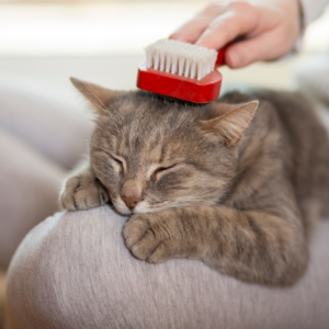 Higiene gatos